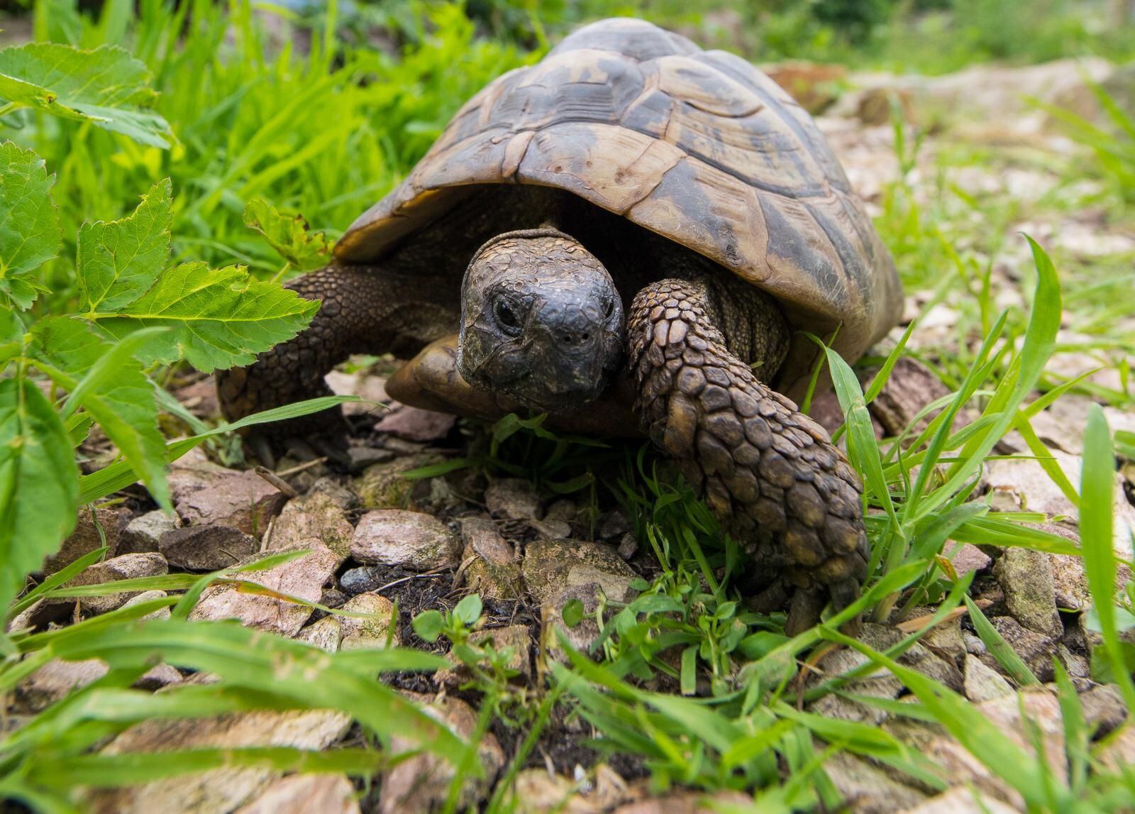 Qu sabemos de las tortugas Mascotas ABC Color