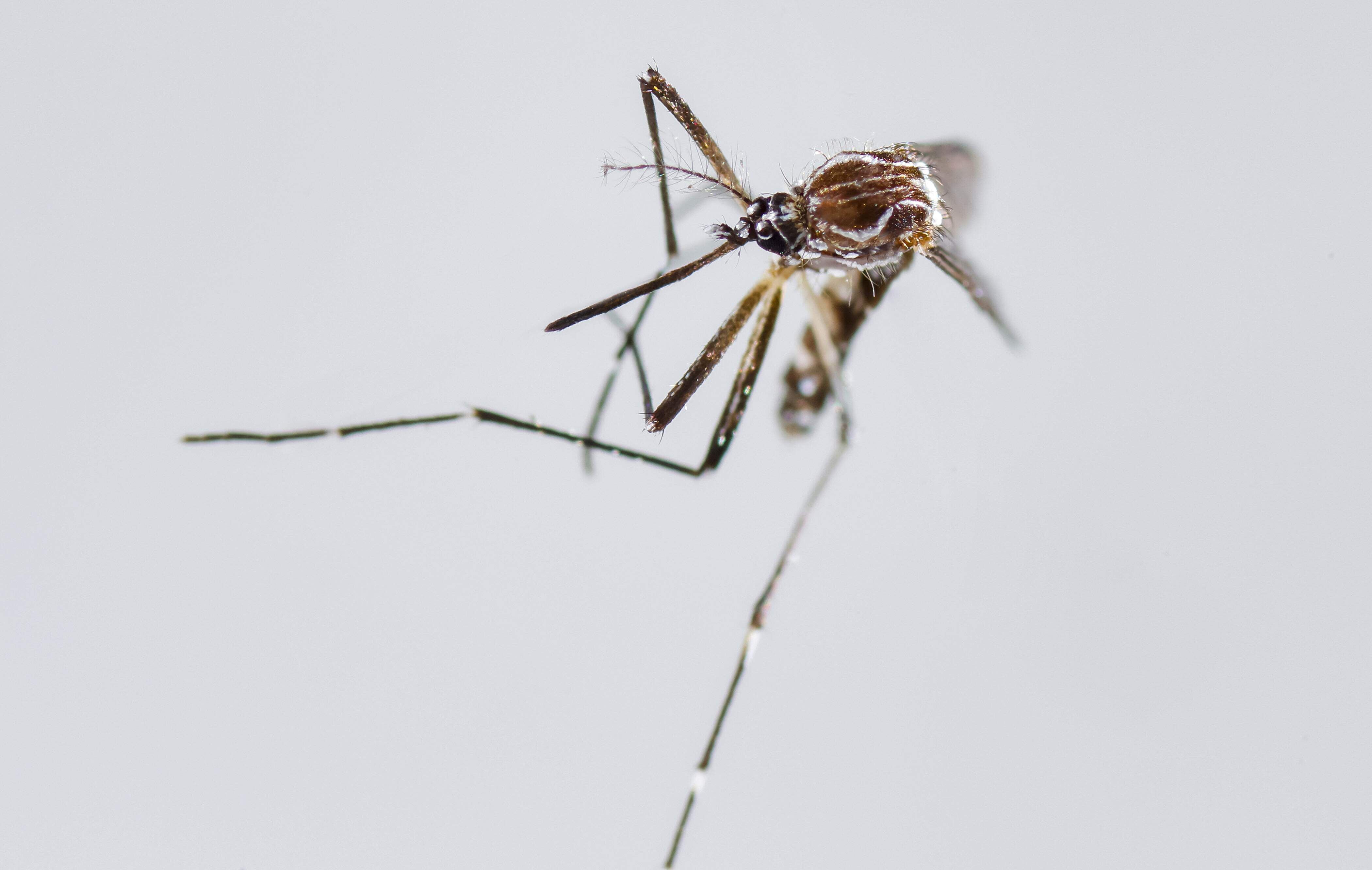 El impacto del dengue y la chikunguña en las articulaciones: ¿cuándo acudir al reumatólogo?