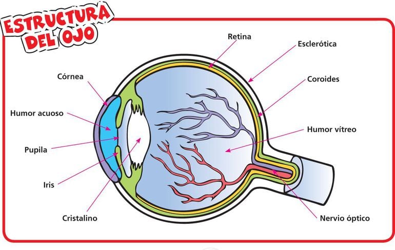 El Sentido De La Vista Escolar Abc Color 4096