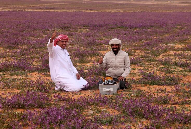 Desierto lleno de flores moradas en Arabia Saudita - Viajes - ABC Color
