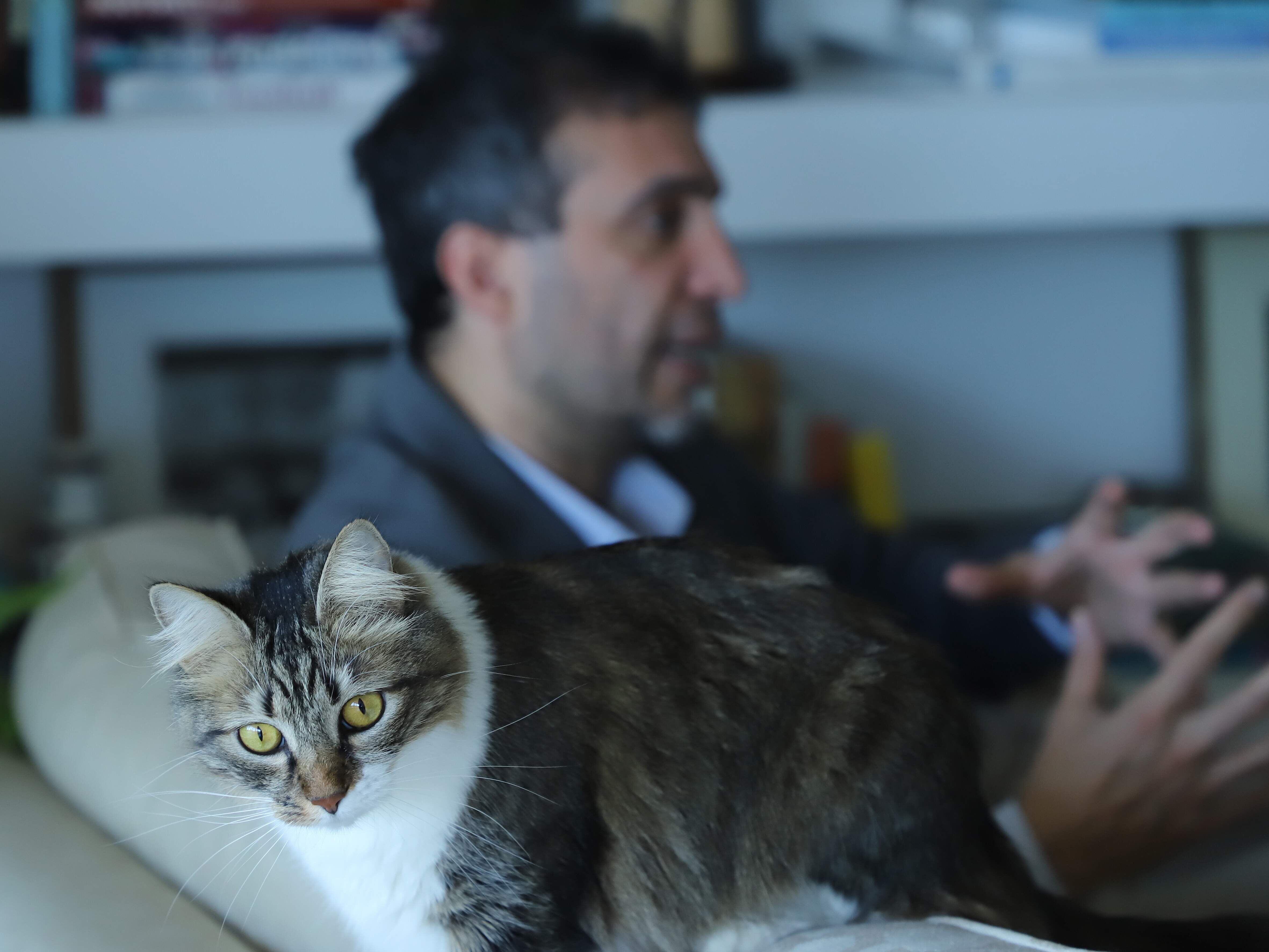 Emmie, la gatita paraguaya adoptaba por la familia del embajador Ramin Navai. Es muy popular en las redes sociales. 
