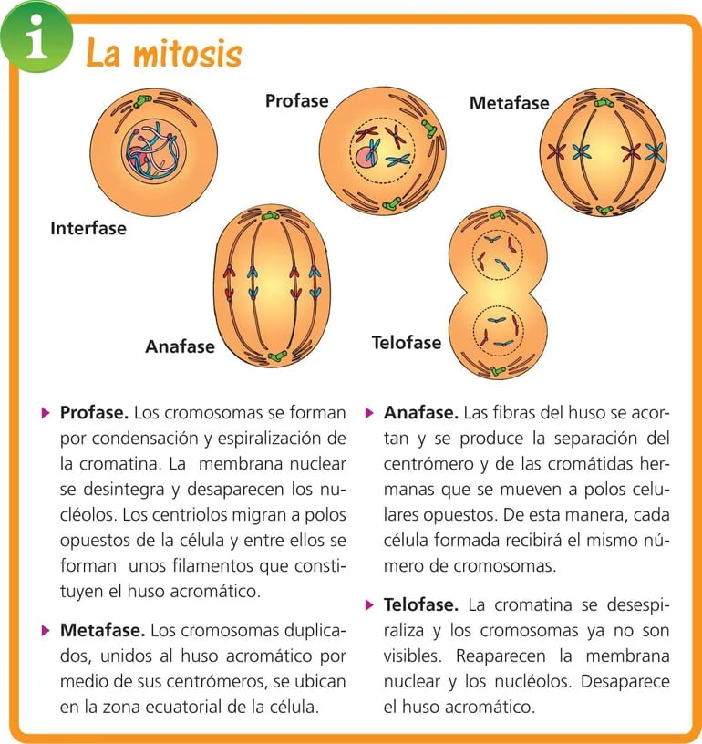 La Mitosis Escolar Abc Color 6480