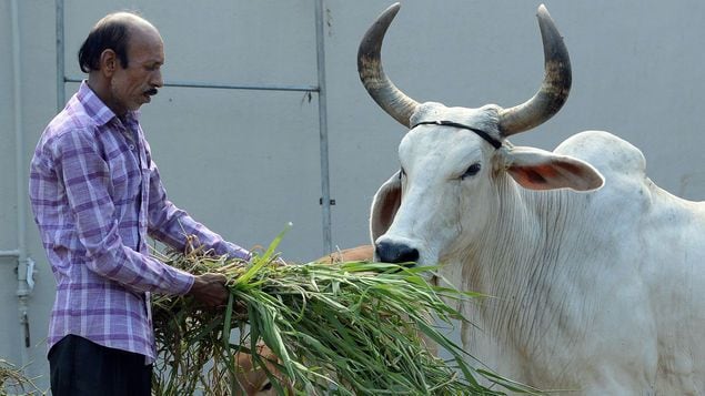 Los refugios para vacas proliferan en India - Mundo curioso - ABC Color