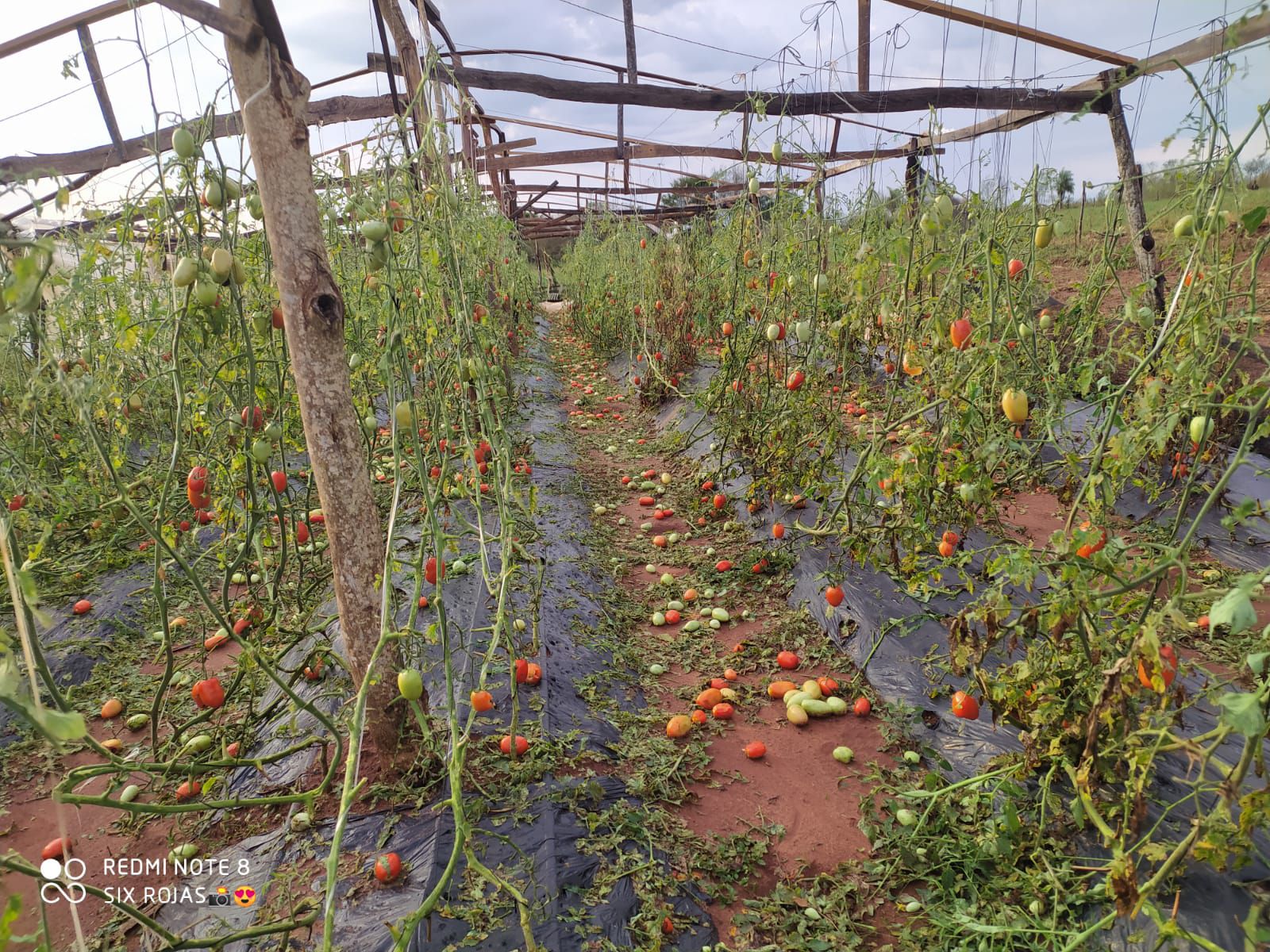 Tomate, por las nubes: hablan de especulación de precios y piden a Sedeco que intervenga