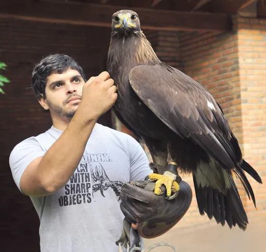Águila real sobrevuela Paraguay - ABC Revista - ABC Color
