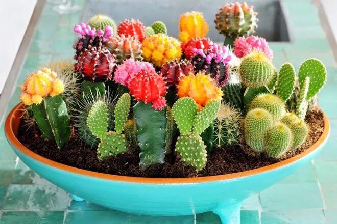 Así como un cactus, las personas nos pueden dar pinchazos o regalarnos  flores - Periodismo Joven - ABC Color