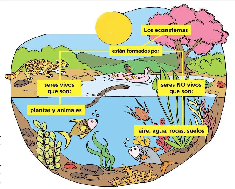 dibujo del ecosistema terrestre