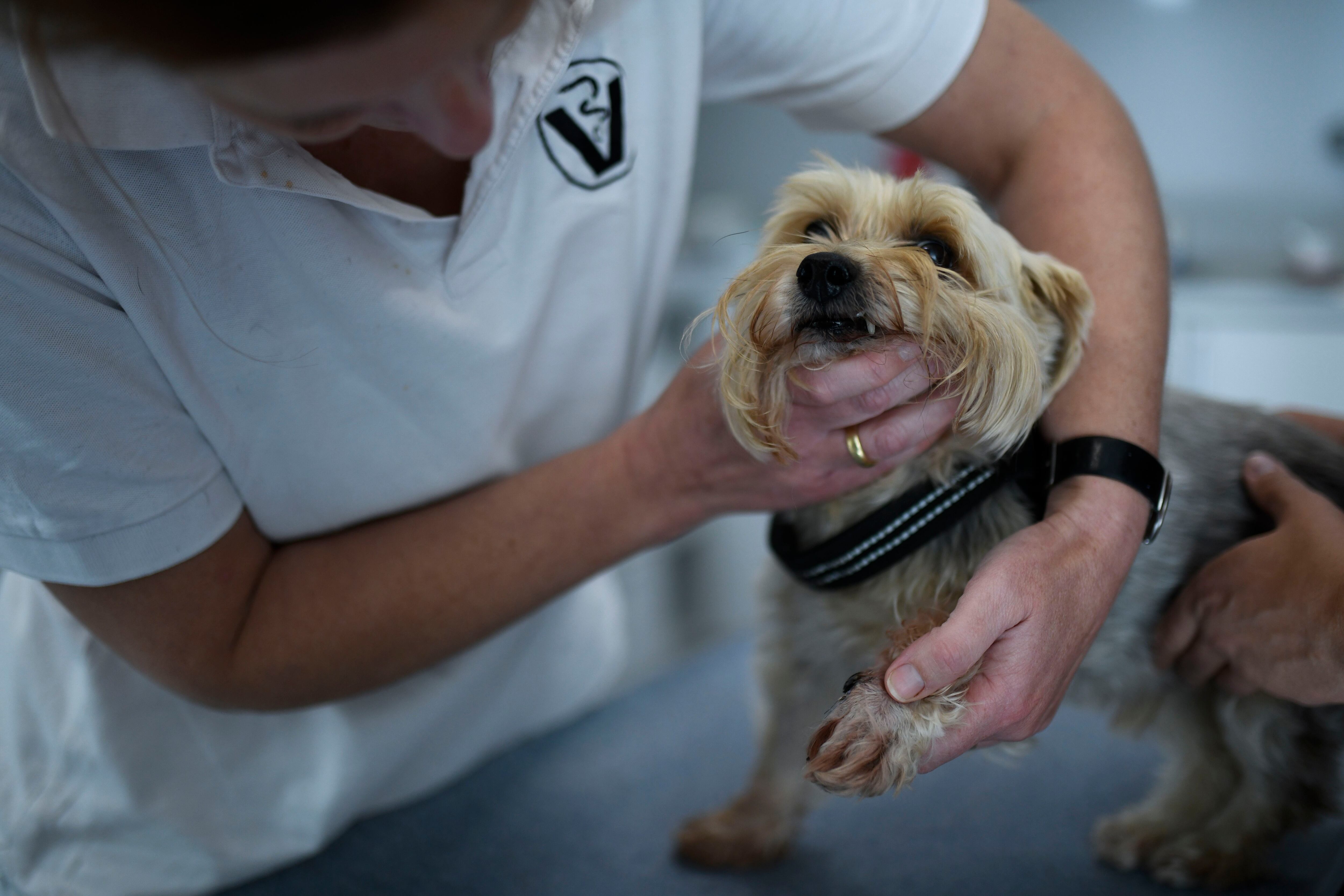 cuanto vale una radiografia en la pata de un perro