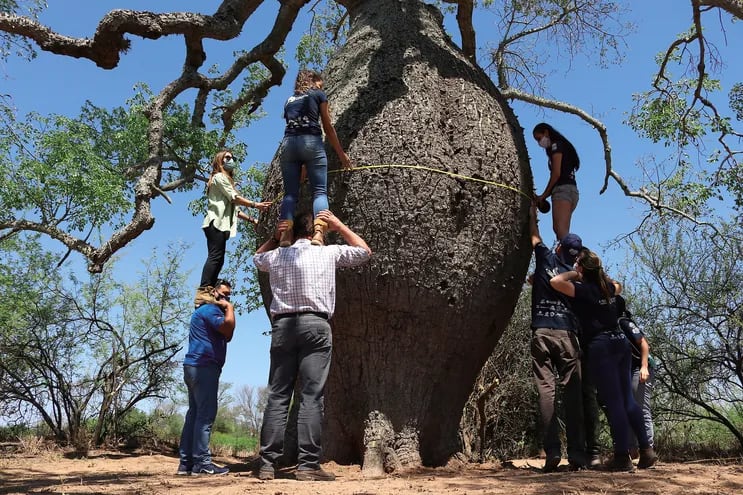 Nueva edición de “Colosos de la Tierra” para llegar a los árboles más  grandes del Paraguay - Nacionales - ABC Color