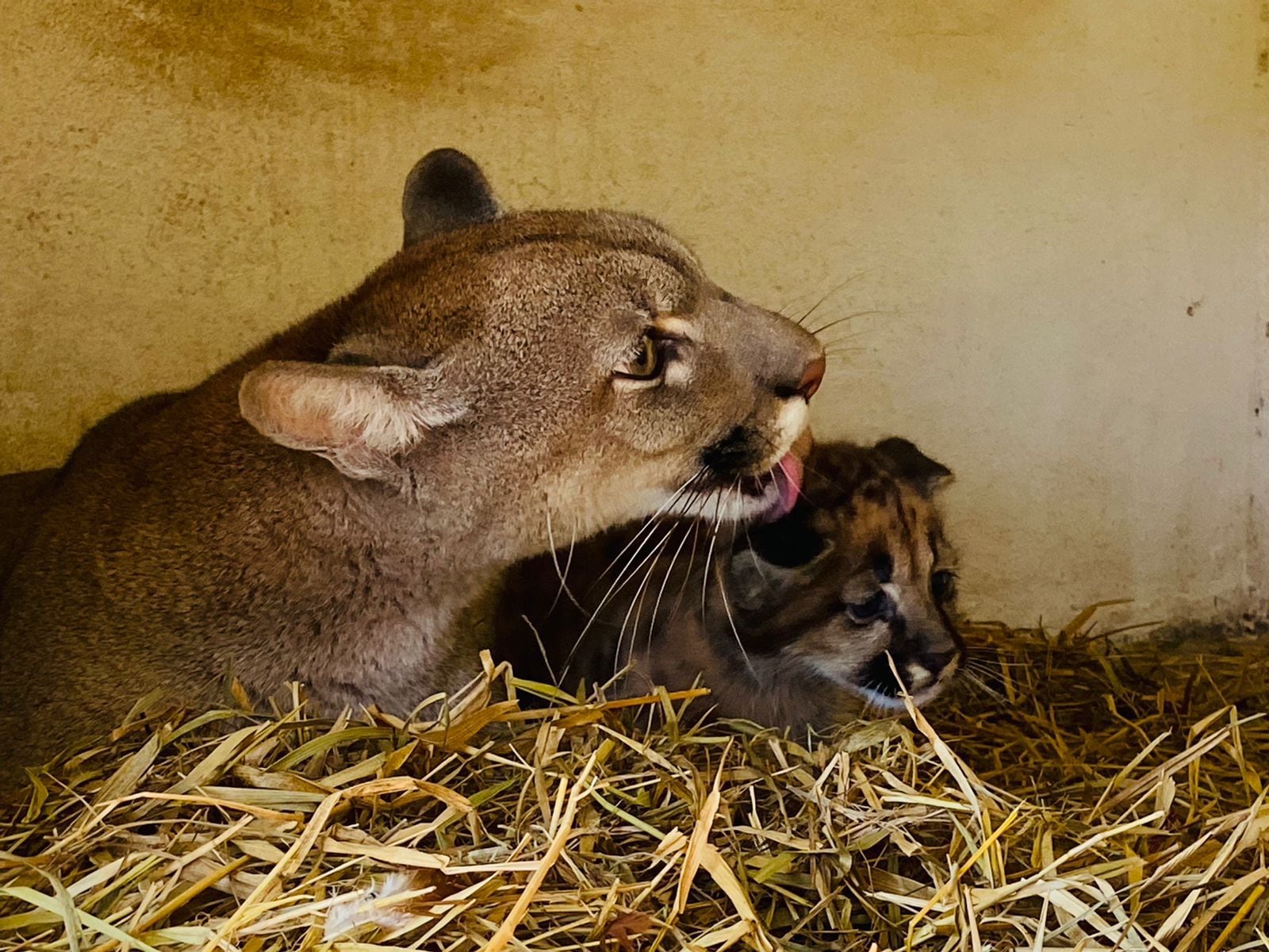 Hallan cuerpo de un puma que habría sido arrollado en Santiago, Misiones