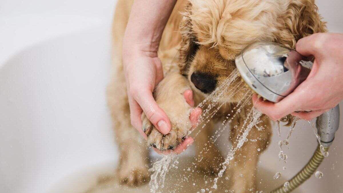 ¿Cada cuanto hay que bañar a nuestros perros?  - Mascotas - ABC Color