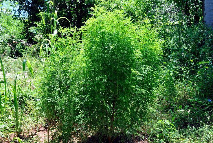 Artemisia Annua Una Hierba Capaz De Prevenir El Dengue Y La Malaria Economia Abc Color