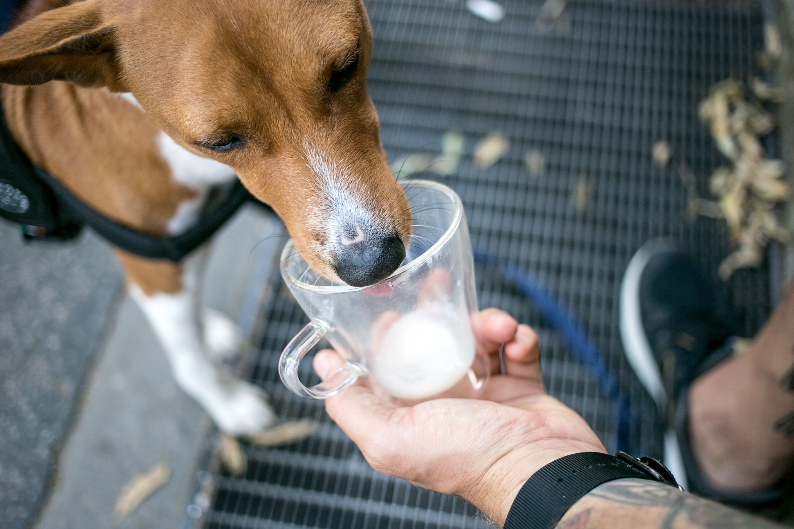 pueden los perros bebes beber leche de gato