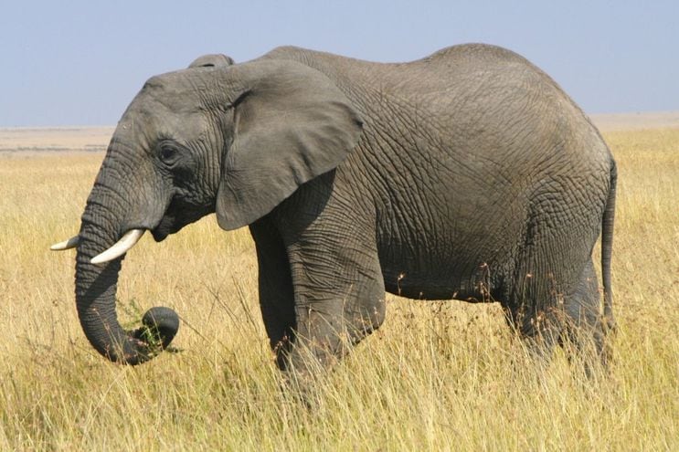 El elefante salvaje de África podría ser el mamífero que menos duerme