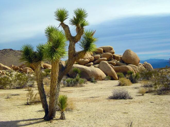 El árbol de Joshua de EE.UU. en riesgo de extinción para finales de siglo -  Ciencia - ABC Color
