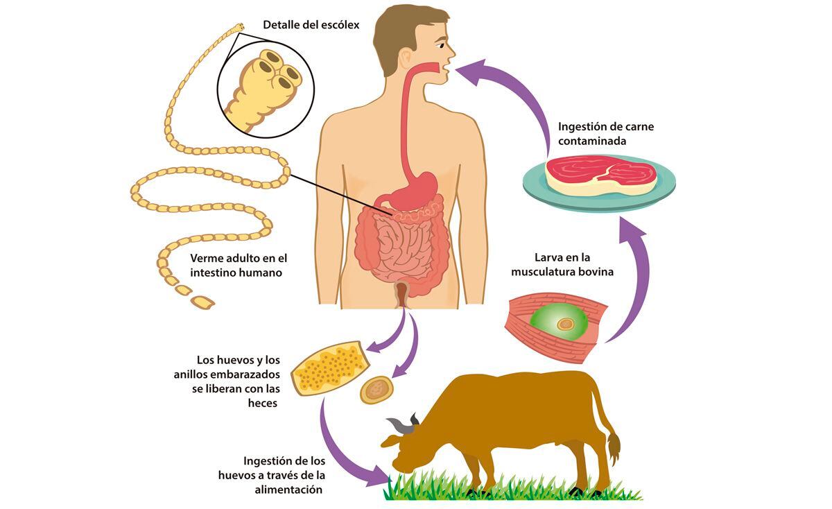 heces humanas con tenia