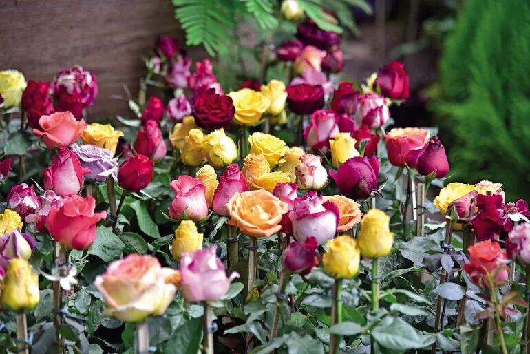 Flores y colores para recibir a la primavera - Estilo de vida - ABC Color