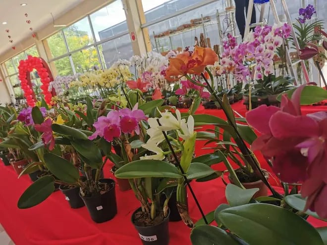 San Lorenzo: Habilitan Expoferia de Orquídeas para regalos por el Día de  los Enamorados - Nacionales - ABC Color