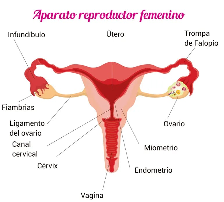 Arriba Imagen De Fondo Imagenes Del Aparato Reproductor Femenino