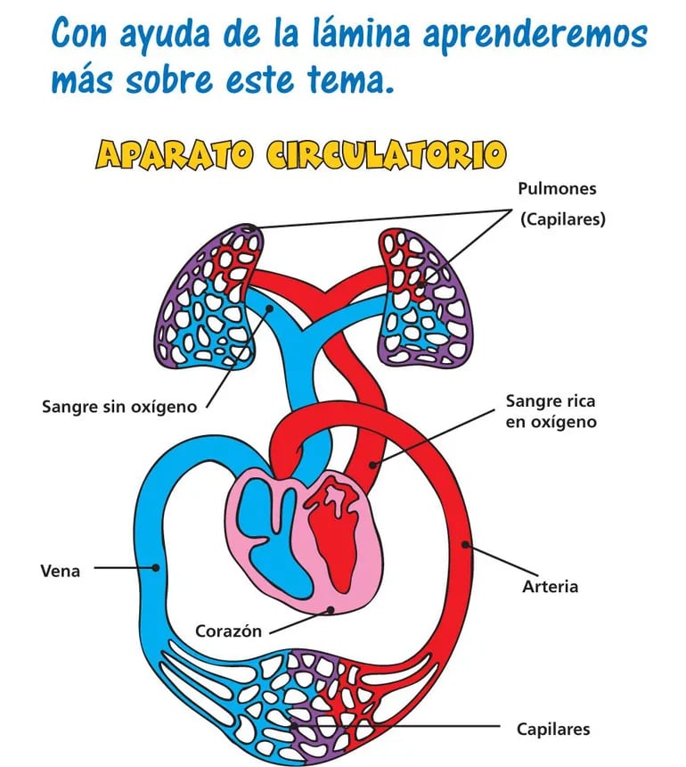 Circulación De La Sangre Escolar Abc Color 8507