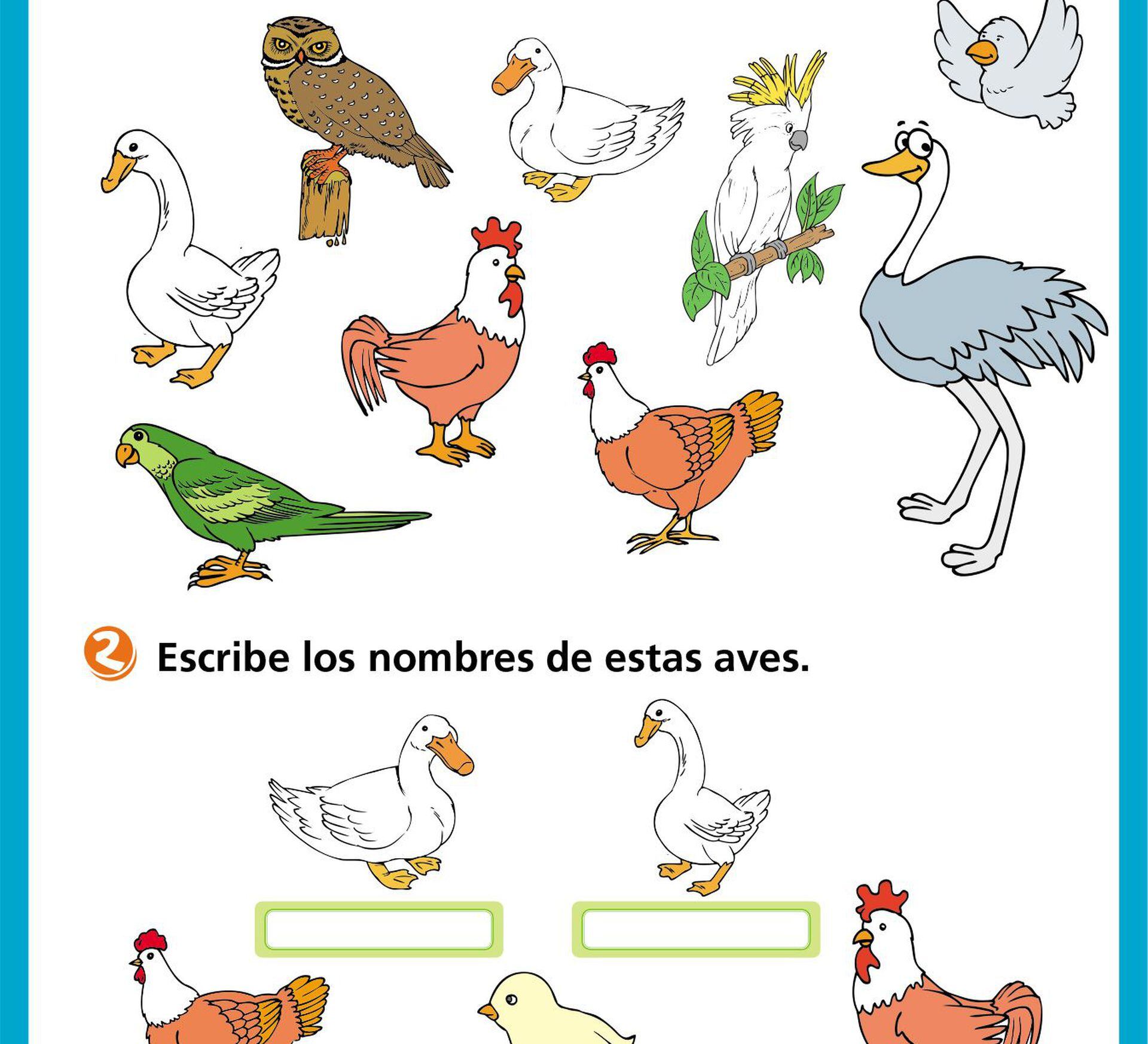 Aves De Corral Escolar Abc Color