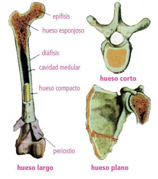 Cuales Son Los Huesos Planos Del Esqueleto Humano Dinami