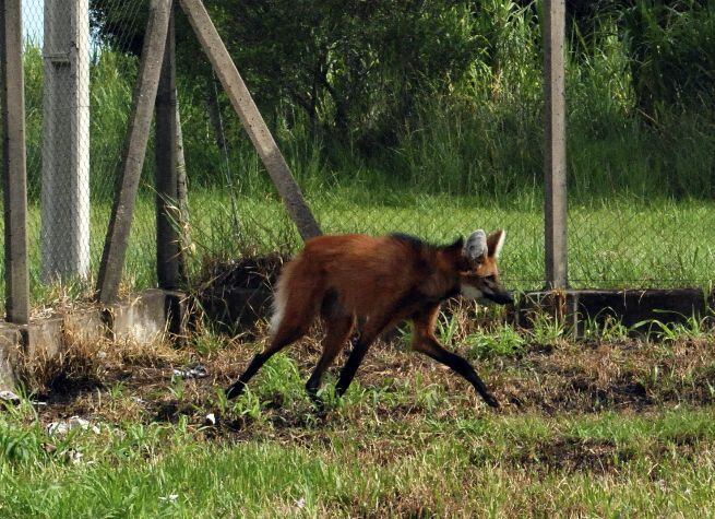 El Bestiario Paraguayo: AGUARA GUASU – Guyra Paraguay