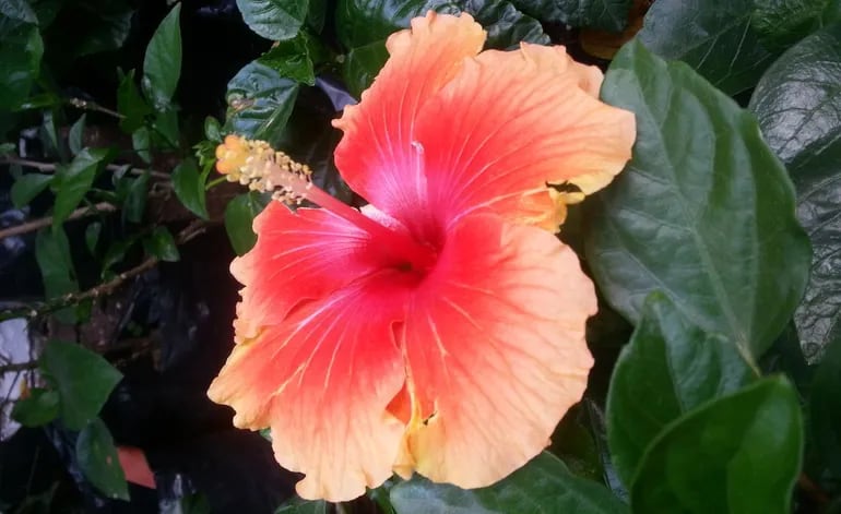 Hibiscus o sinesia - Casa y Jardín - ABC Color