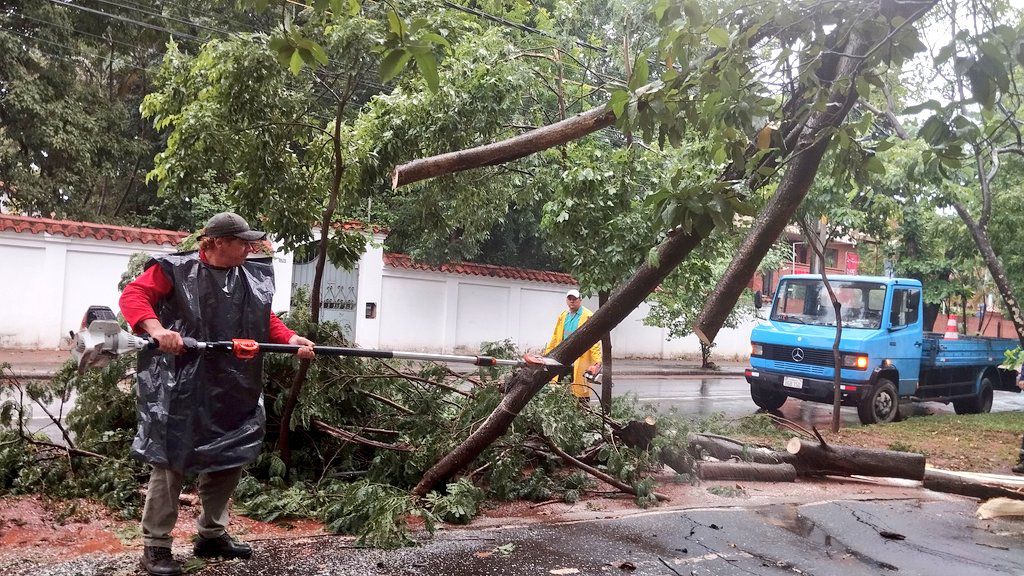 Reportan decenas de árboles caídos en Asunción.