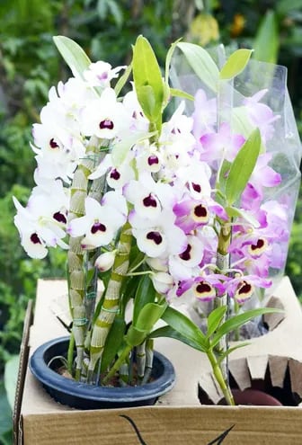Orquídeas en racimo - Casa y Jardín - ABC Color