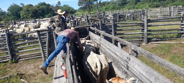 Vacunación bovina contra la aftosa en una estancia zona de Fuerte Olimpo.