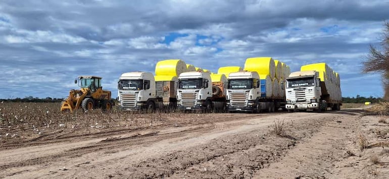 El rubro algodonero es explotado hace más de 50 años en el Chaco, recientemente varias cargas de la fibra se pudo transportar por la "Ruta de la leche".