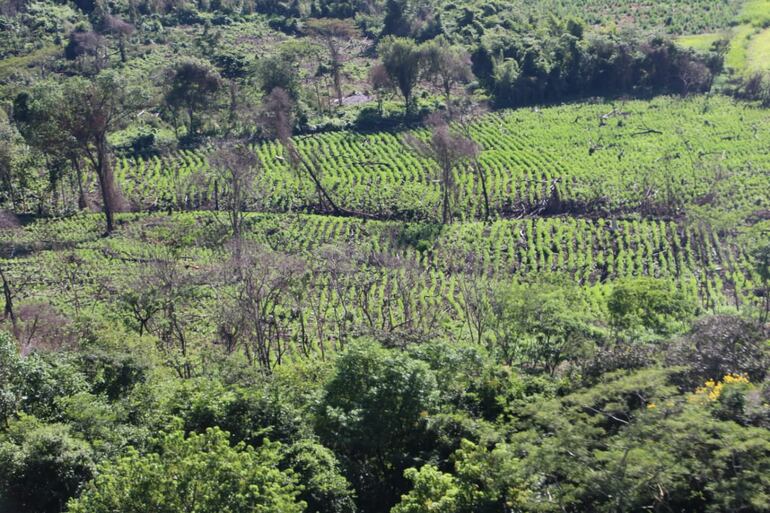 La Senad y la Policía Federal, Brasil, sacaron de circulación 732 toneladas de marihuana en Amambay.