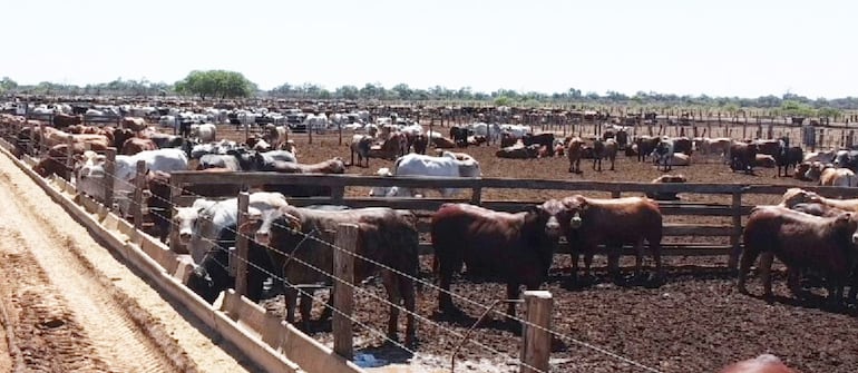 3.500 animales son confinados en la estancia Agroganadera Santa Rita.