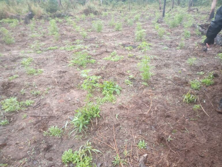 Fueron por abigeos y hallaron plantaciones de marihuana en Alto Verá.