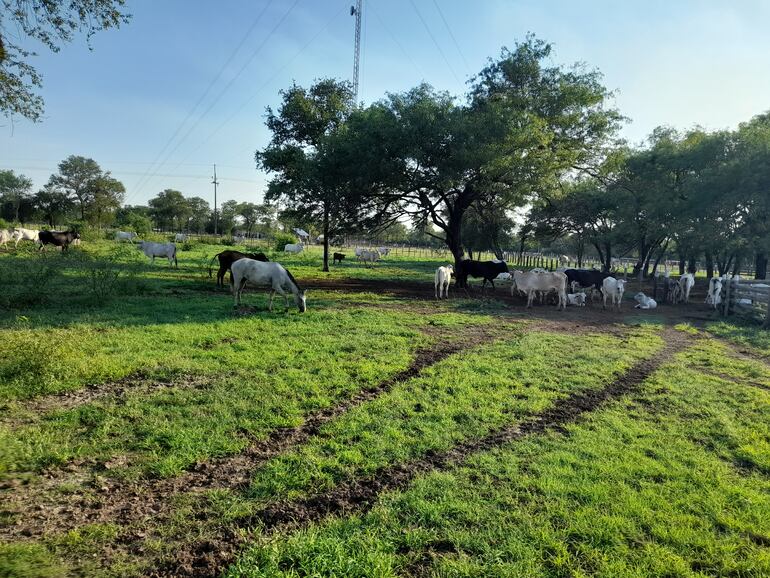 Los campos ganaderos comienzan de nuevo a reverdecer, con las lluvias que se registran.