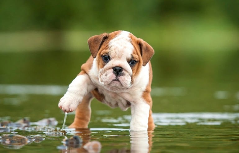 Luego de la lluvia afecta nuestras mascotas andan por el suelo y salen a sus caminatas, o están en el patio, por ende pasan mucho tiempo con las patas mojadas, esto da oportunidad a los hongos (bacterias), parásitos, alergias, dermatitis, etc.