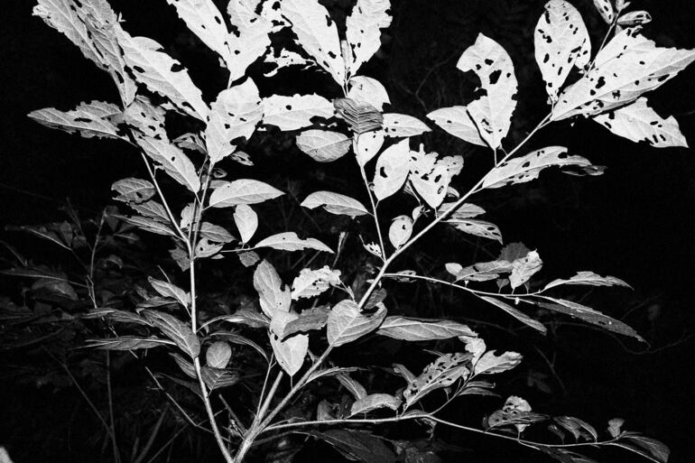 Fotografía que forma parte de los "Ejercicios nocturnos" de Luvier Casali, la muestra que habilitará hoy en el espacio K Arte y Naturaleza.