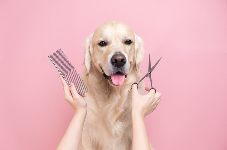 Tu perro se merece el mejor servicio de peluquería.