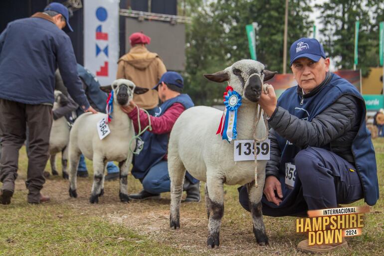 Luna con RP 89 gran campeona Hampshire Down, fue subastada el sábado por la noche.