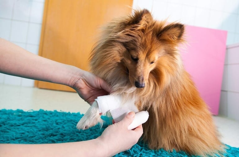 Si el accidente ocurrió en la casa lo mejor es que lo visite el médico veterinario.