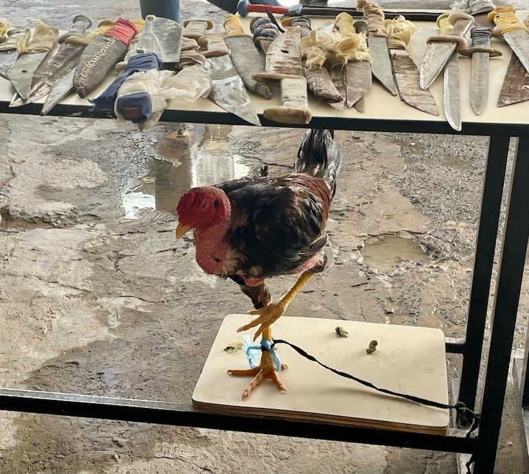 Hasta un gallo fue requisado dentro de Tacumbú. Se presume era utilizado para riñas de gallos.