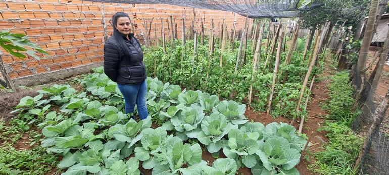 Producción de repollos y tomates.