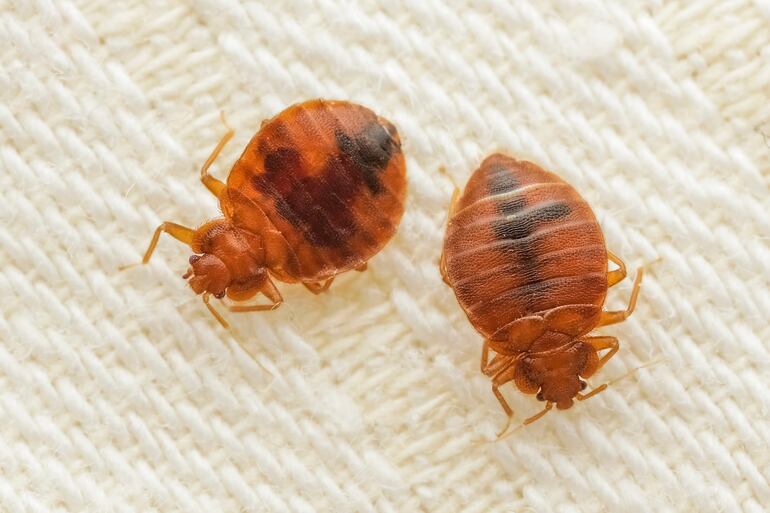 Dos insectos de color ámbar, de cuerpo redondeado y con varias patas sobre una colcha de color blanco.