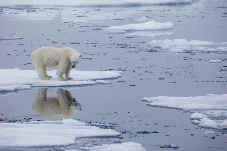 Un oso polar sobre una placa de hielo en derretimiento en Svalbard, Noruega, en julio de 2020.