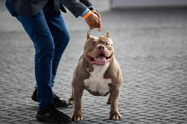 Un perro raza American Bully.