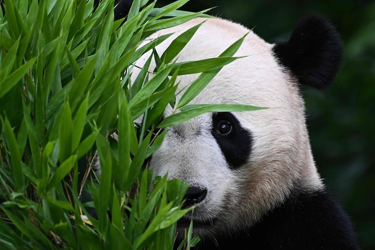 El panda gigante Bei Bei come en confinamiento.