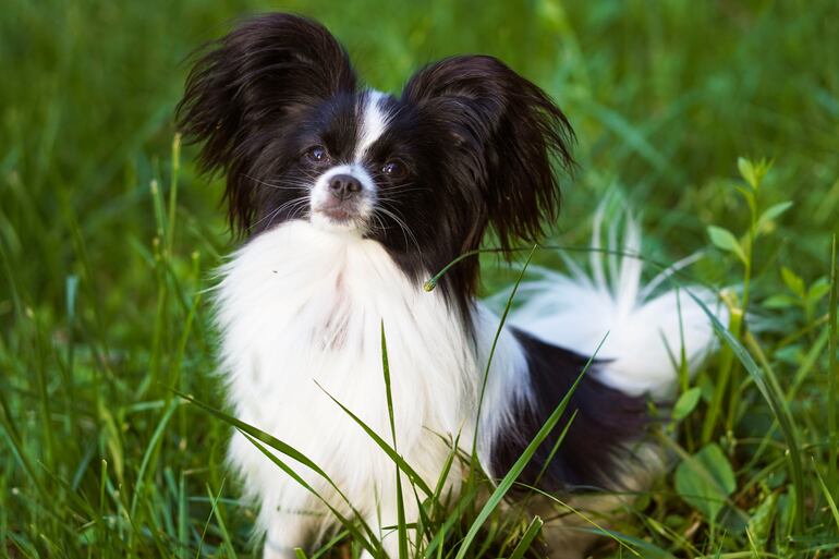 Perro de la raza Papillon.