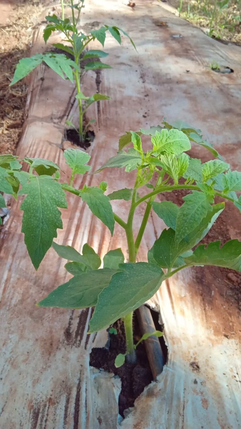 Plan Piloto de Tomate de Verano