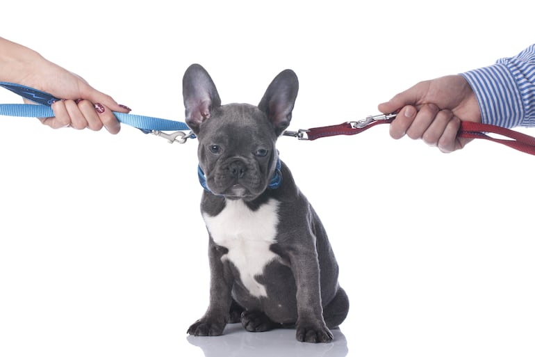 Un cachorro de Un cachorro de buldog con cara triste del lado izquierdo una mujer tira de una correa y del lado derecho un hombre tira de otra correa.